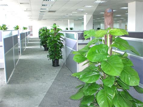 办公室植物 三兩八命格男